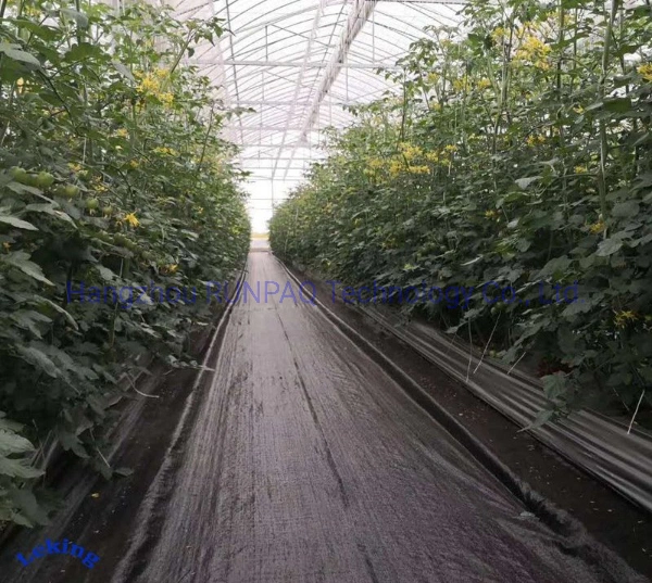 Multi Span Single Span PE Multi-Span Glass Plastic Film Hydroponic Greenhouse Vegetable Growing Tent