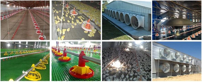 Automatic Farm Equipment Philippines/ Broiler Equipment for Prefab Chicken House