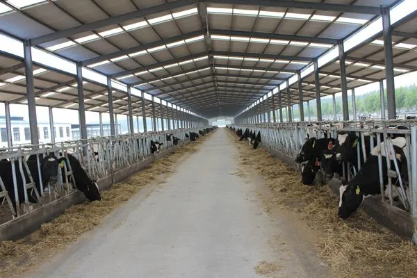 Agricultural Steel Building/Prefabricated Steel Structure Poultry House/Chicken Coop House/Cattle Farm/Yard/Poultry
