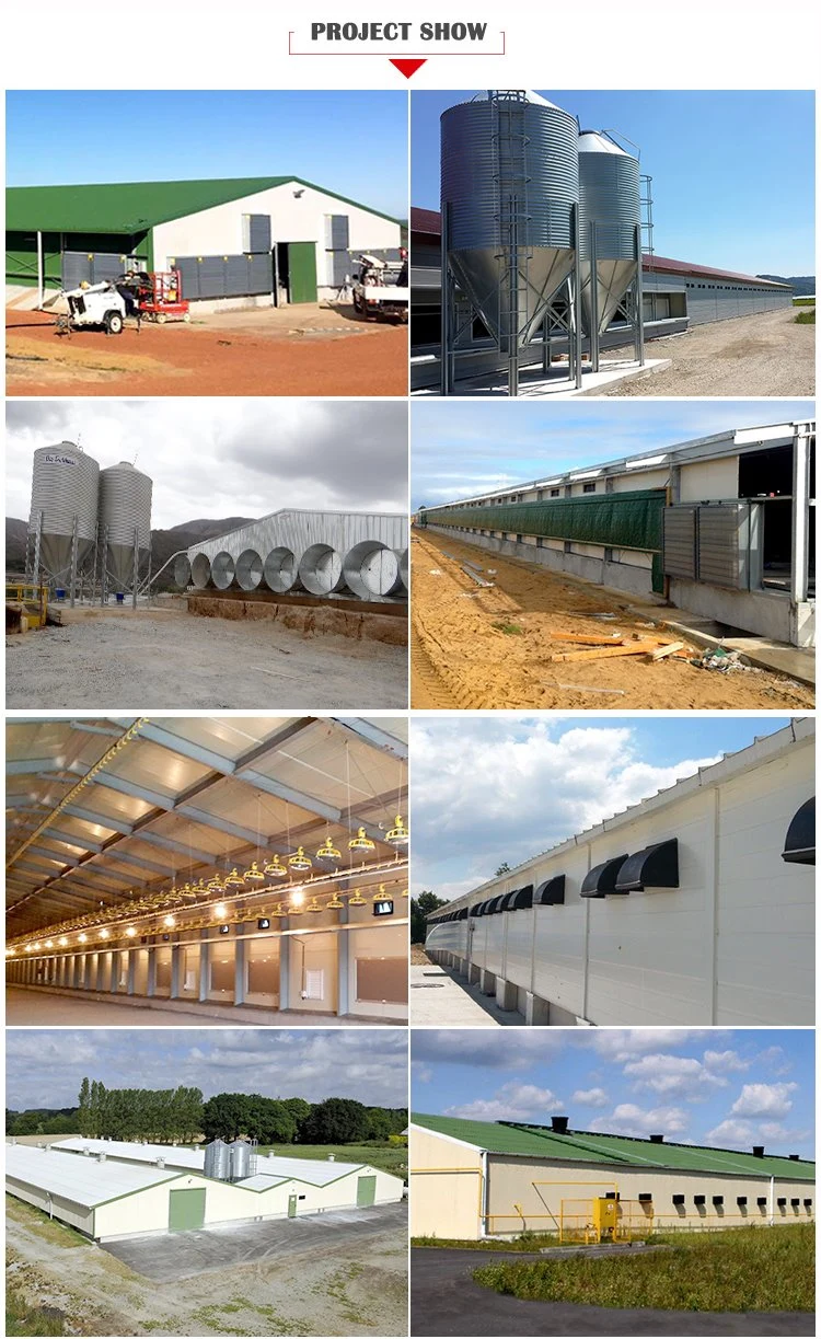 Steel Structures Construction Building Design Commercial Chicken Poultry Farm